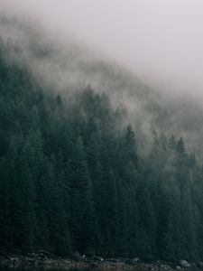 Preview wallpaper forest, trees, cloud, lake, shore, nature