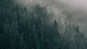 Preview wallpaper forest, trees, cloud, lake, shore, nature