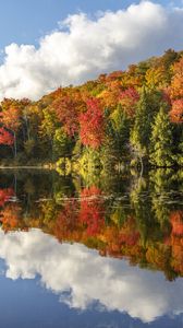 Preview wallpaper forest, trees, clouds, lake, reflection, landscape