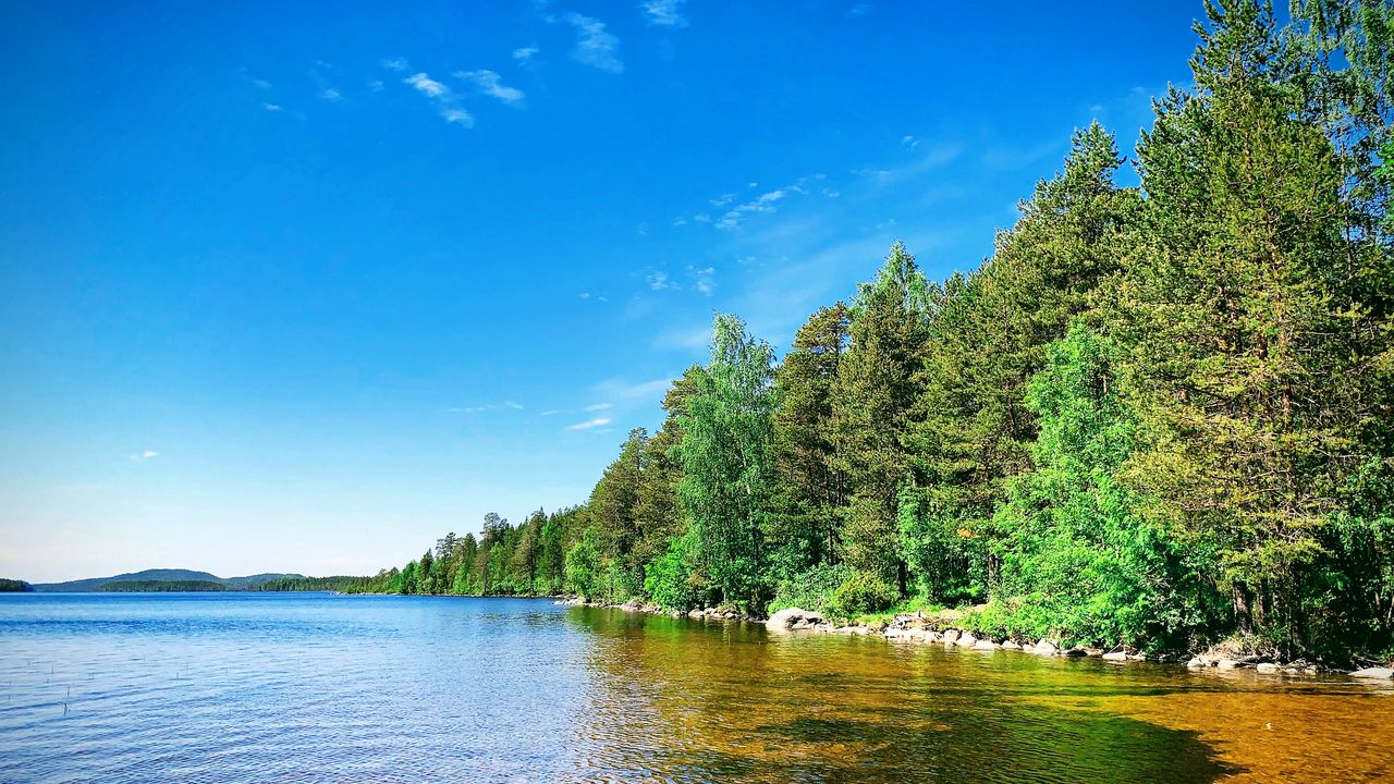 Wallpaper forest, trees, coast, lake, landscape