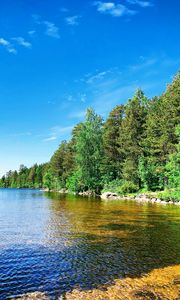 Preview wallpaper forest, trees, coast, lake, landscape