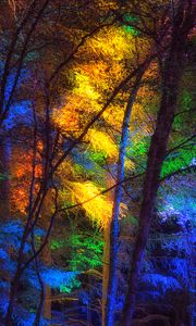 Preview wallpaper forest, trees, colorful, light