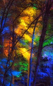 Preview wallpaper forest, trees, colorful, light