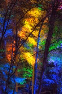 Preview wallpaper forest, trees, colorful, light