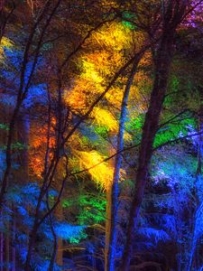 Preview wallpaper forest, trees, colorful, light