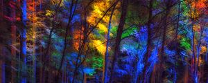 Preview wallpaper forest, trees, colorful, light