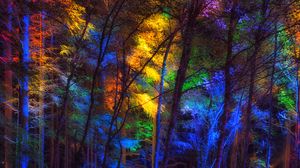 Preview wallpaper forest, trees, colorful, light
