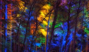 Preview wallpaper forest, trees, colorful, light