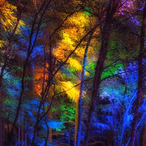 Preview wallpaper forest, trees, colorful, light