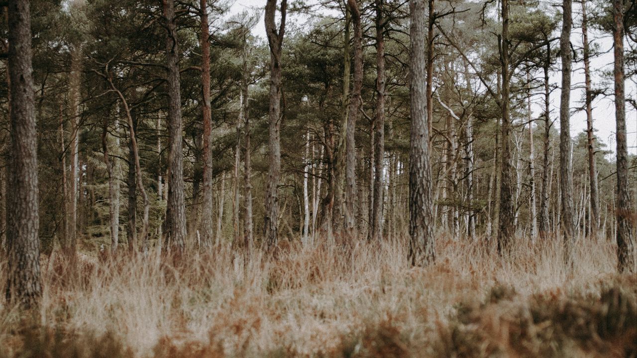 Wallpaper forest, trees, conifer, grass, wildlife