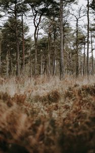 Preview wallpaper forest, trees, conifer, grass, wildlife