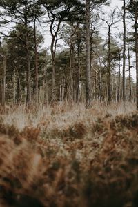 Preview wallpaper forest, trees, conifer, grass, wildlife