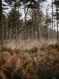 Preview wallpaper forest, trees, conifer, grass, wildlife