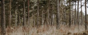 Preview wallpaper forest, trees, conifer, grass, wildlife