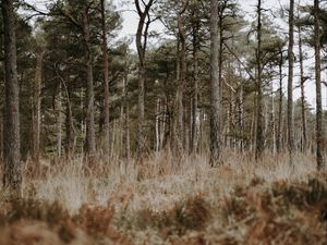 Preview wallpaper forest, trees, conifer, grass, wildlife