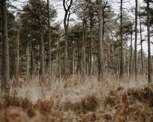 Preview wallpaper forest, trees, conifer, grass, wildlife