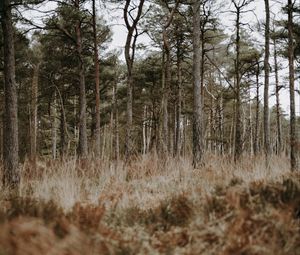 Preview wallpaper forest, trees, conifer, grass, wildlife