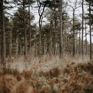 Preview wallpaper forest, trees, conifer, grass, wildlife