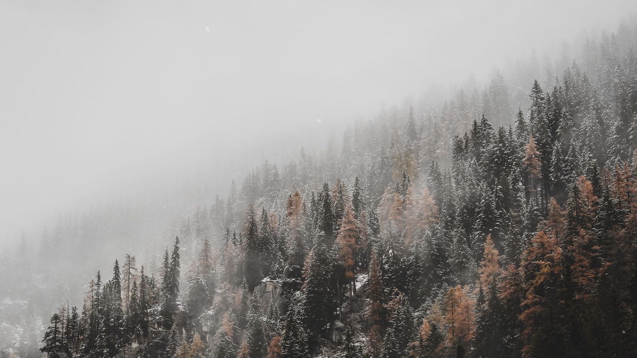Wallpaper forest, trees, conifer, snowfall, snow, slope hd, picture, image