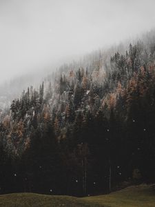 Preview wallpaper forest, trees, conifer, snowfall, snow, slope