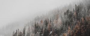 Preview wallpaper forest, trees, conifer, snowfall, snow, slope
