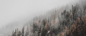 Preview wallpaper forest, trees, conifer, snowfall, snow, slope