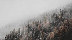 Preview wallpaper forest, trees, conifer, snowfall, snow, slope