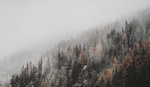 Preview wallpaper forest, trees, conifer, snowfall, snow, slope