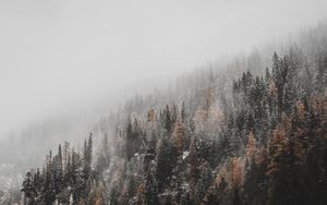 Preview wallpaper forest, trees, conifer, snowfall, snow, slope