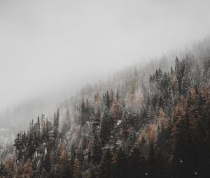 Preview wallpaper forest, trees, conifer, snowfall, snow, slope