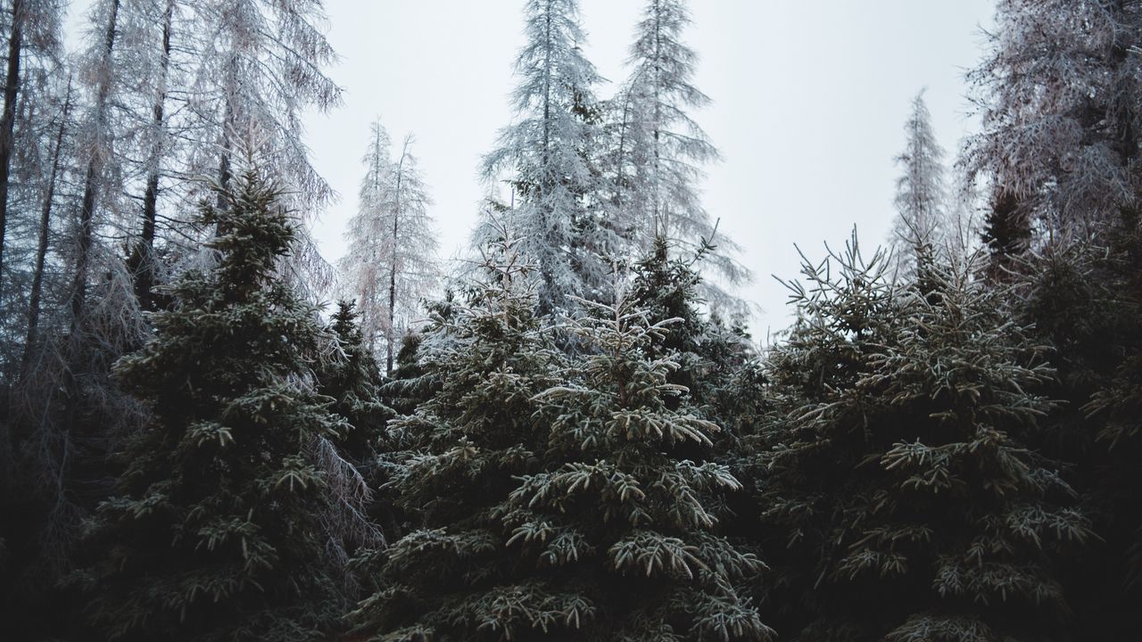 Wallpaper forest, trees, coniferous, pines