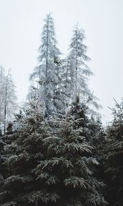 Preview wallpaper forest, trees, coniferous, pines