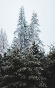 Preview wallpaper forest, trees, coniferous, pines