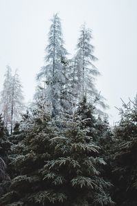 Preview wallpaper forest, trees, coniferous, pines