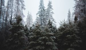 Preview wallpaper forest, trees, coniferous, pines