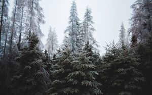 Preview wallpaper forest, trees, coniferous, pines