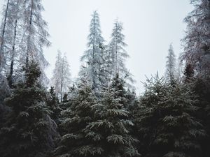 Preview wallpaper forest, trees, coniferous, pines
