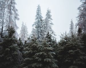 Preview wallpaper forest, trees, coniferous, pines