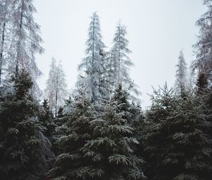 Preview wallpaper forest, trees, coniferous, pines