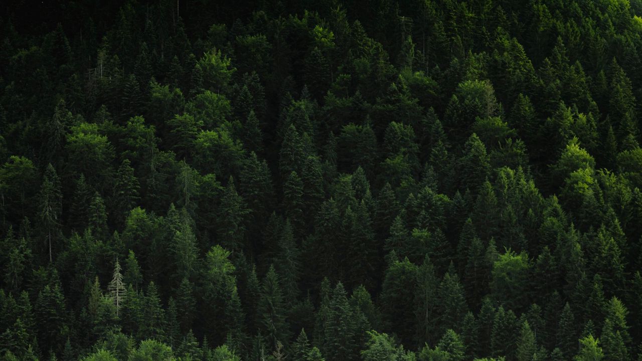 Wallpaper forest, trees, coniferous, green, treetops