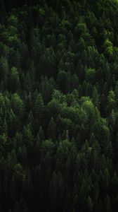 Preview wallpaper forest, trees, coniferous, green, treetops