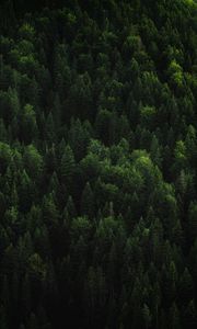 Preview wallpaper forest, trees, coniferous, green, treetops