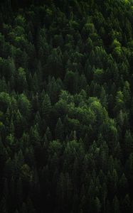 Preview wallpaper forest, trees, coniferous, green, treetops