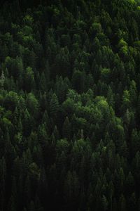 Preview wallpaper forest, trees, coniferous, green, treetops