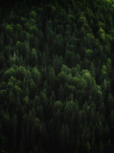 Preview wallpaper forest, trees, coniferous, green, treetops