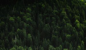 Preview wallpaper forest, trees, coniferous, green, treetops