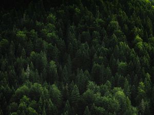 Preview wallpaper forest, trees, coniferous, green, treetops