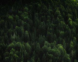 Preview wallpaper forest, trees, coniferous, green, treetops