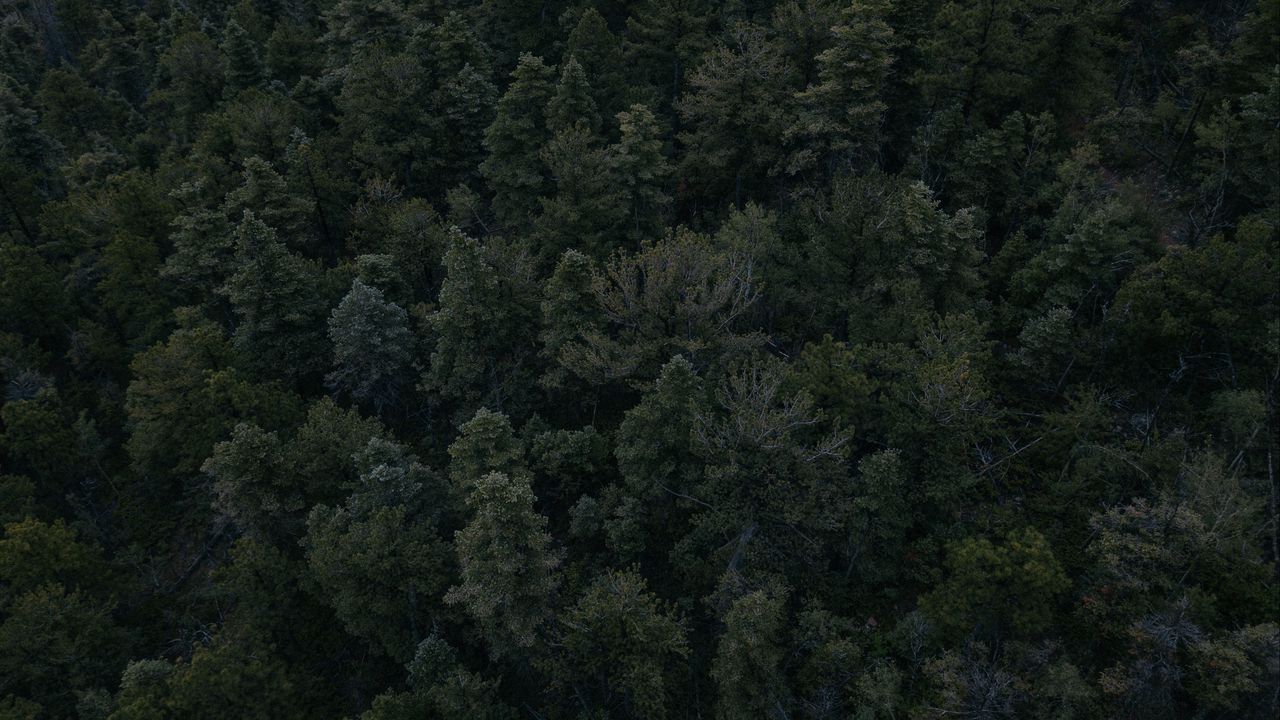 Wallpaper forest, trees, dark, top view