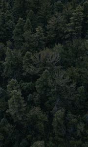 Preview wallpaper forest, trees, dark, top view